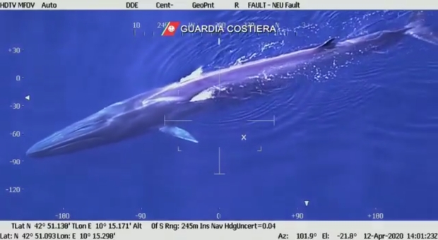 La balenottera lunga 20 metri filmata all'Elba dalla Guardia Costiera.