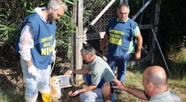 Viterbo, 51 cani rinchiusi in una stamberga infestata dai topi da una donna che vive con loro