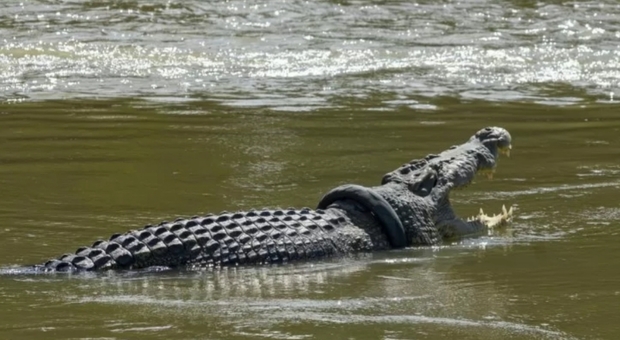 Il coccodrillo di 4 metri con il copertone intorno al collo. (immagine pubblicata da Antara News)
