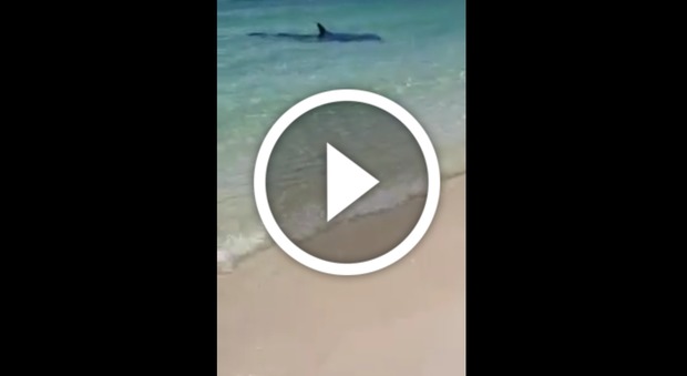 Lo squalo affamato attacca fino a riva: tutti fuori dall'acqua - Video