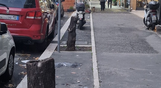 Roma, a Monteverde alberi tagliati e proteste dei cittadini: «Troppa frenesia»