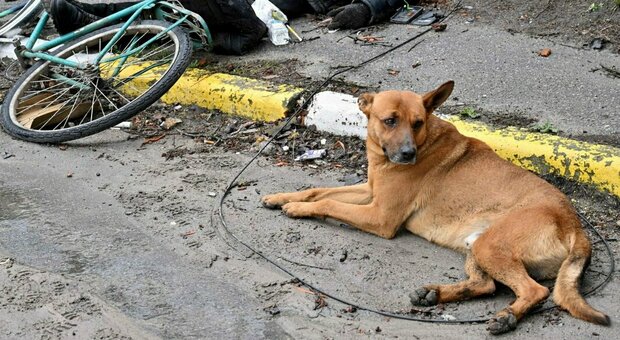 Bucha, il cane (sopravvissuto) veglia il padrone ucciso nel massacro: la fedeltà e il dolore della separazione