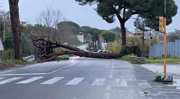 immagine Maltempo: centinaia di piante distrutte, disagi ovunque sulle strade pontine