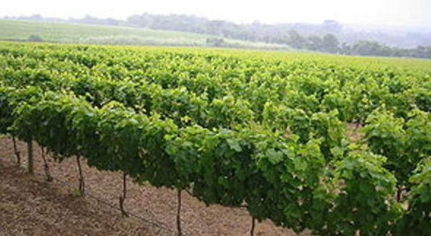 Le Marche al 13° posto della viticoltura italiana