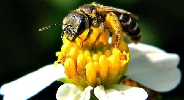 Le api conoscono la matematica: una nuova ricerca esalta il loro "cervellino"