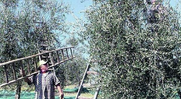 Olio d'oliva, nel Viterbese quantità e qualità da record ma il Covid frena le vendite