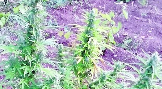 Trovati venti chili di marijuana, giardiniere del Sorano arrestato dalla polizia