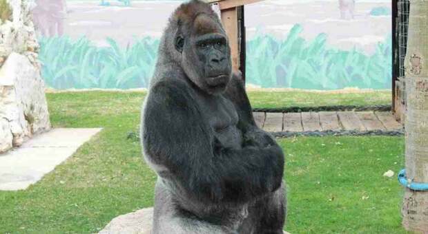 Zoosafari di Fasano, Riù non sarà più solo: in arrivo una compagna per il gorilla triste