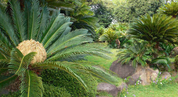 La Cycas o Sago palm