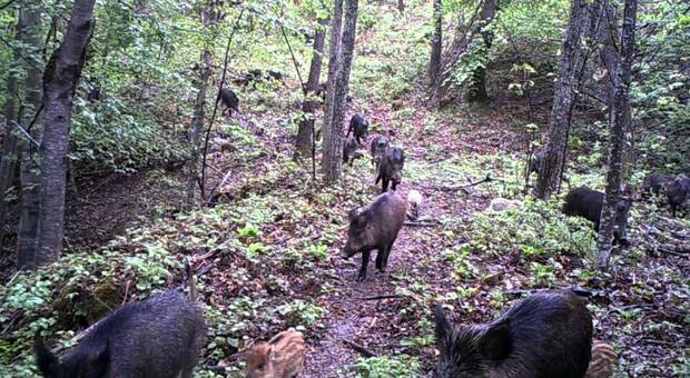 Avvistati cinghiali e anche un lupo, scatta l'allarme sul Monte Cacciù. Il sindaco Loira: «Non lasciate liberi i cani »