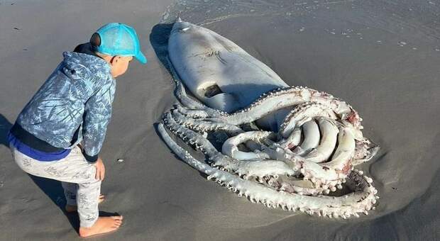 Il calamaro gigante rinvenuto a Cape Town (immagini diffuse su Instagram da Alison Paulus)