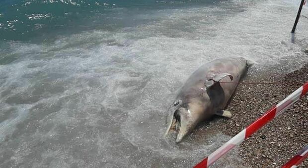 Choc tra i bagnanti: la carcassa di un delfino rinvenuta sulla spiaggia. E' stato trascinato a riva dalle mareggiate