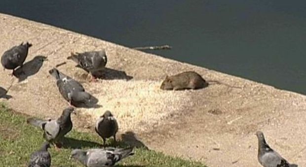 Degrado a Rieti, i topo invadono il ponte e mangiano insieme a i piccioni