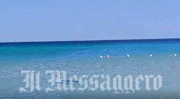 Squalo a Villasimius, panico in spiaggia: «Nuotava vicino alla riva, bambini terrorizzati»