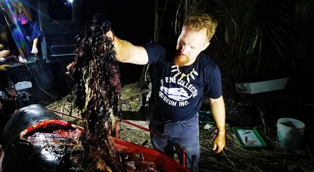 Balena trovata morta, la scoperta choc: dentro ci sono 40 chili di plastica