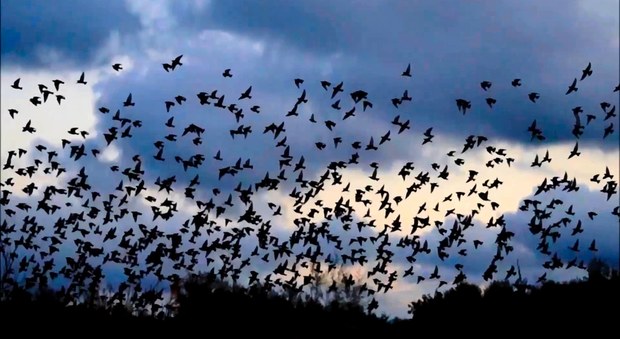 Erano destinati alle tavole di Natale: sequestrati 3.700 uccelli protetti