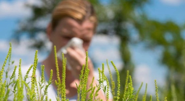 Smog più polline, allarme allergia: così si scatenano riniti e asma (anche in chi non ne soffre)