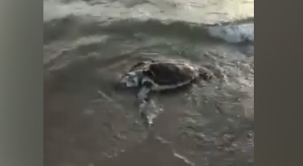 Lago Patria, tartarughe morte: l'allarme degli ambientalisti | Video