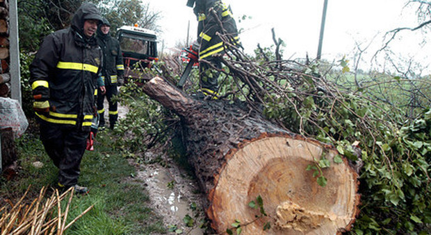 Muratore taglia la legna nel bosco: grosso albero si spezza e lo uccide