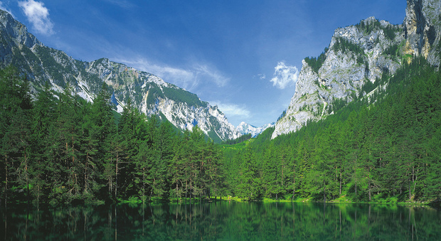 Austria, lo spettacolo del bosco sommerso in un lago della Stiria
