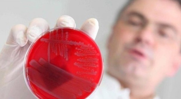 "Super-batteri" resistenti agli antibiotici, l'allarme: "A rischio la vita di 80mila persone"