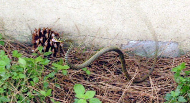 Un serpente in un giardino: a Roma si susseguono le chiamate di allarme