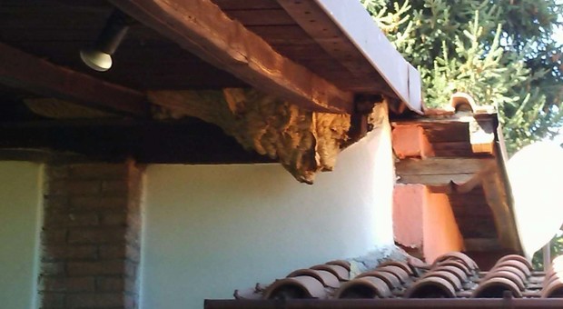Maxi nido di calabroni sul tetto di una casa: pesava 15 chili