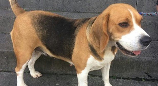 Beagle 2 anni: la sua vita legata a un palo. Chi la adotta?