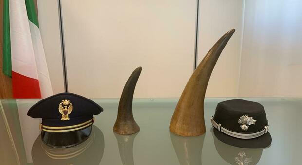Le corna di rinoceronte trovate in aeroporto