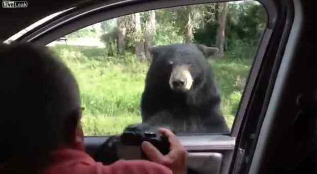 L'orso che apre la macchina