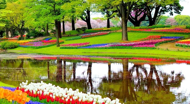 I tulipani gioiello del Parco Keukenhof (ph Lu Mos)