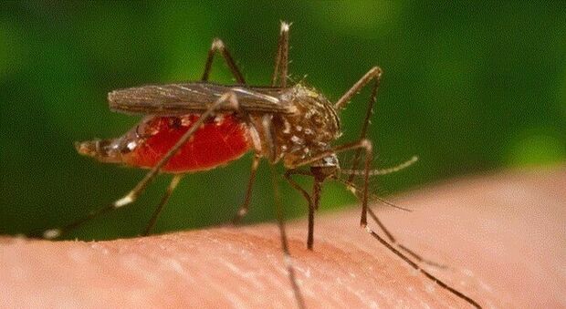 West Nile, donna di 45 anni punta da zanzara infetta muore dopo tre mesi di agonia: lascia due figlie, il dramma nel Veneziano