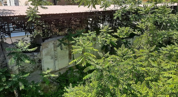 Pozzuoli, la necropoli romana in abbandono diventa jungla