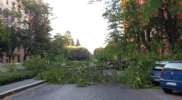 L'albero caduto in via Oslavia