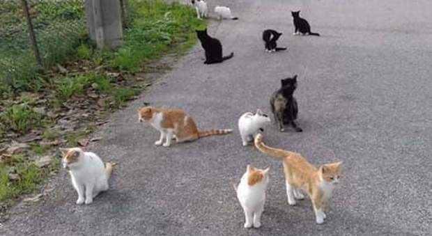 Vietato chiamarle gattare: sono le "tutor di colonie feline" e avranno un albo