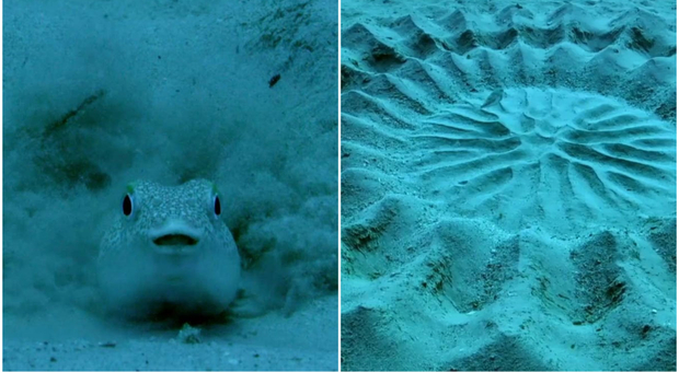 Il pesce palla giapponese è un artista: le incredibili opere d'arte di sabbia fatte per amore