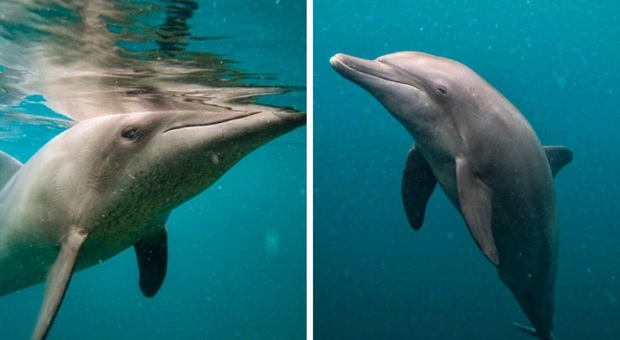 La "gang" di delfini attacca i pescatori: reti ribaltate per rubare i pesci. Il video è incredibile