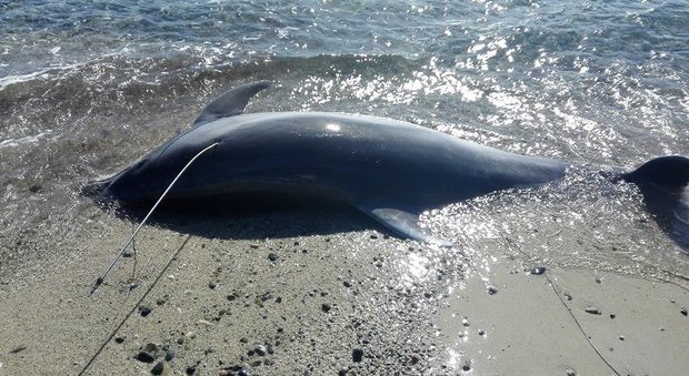 Delfino infiocinato e ucciso in Sardegna (Facebook)