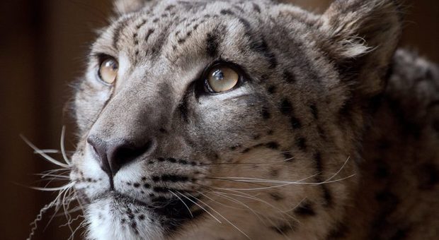 Leopardo delle nevi fugge dallo zoo e viene abbattuto. Animalisti indignati, «perché non sedarlo e basta?»