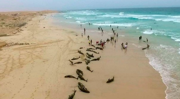 Ghana, centinaia di delfini trovati morti sulle spiagge: gli abitanti ne approfittano. Le drammatiche immagini in un video