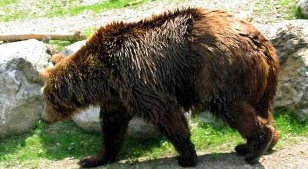 Mondragone Dopo 15 anni di zoo ecco la nuova vita dell'orsa caterina Foto