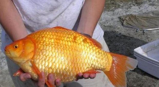 Pesce rosso gigante pescato in Canada (Toronto Region and Conservation Authority)
