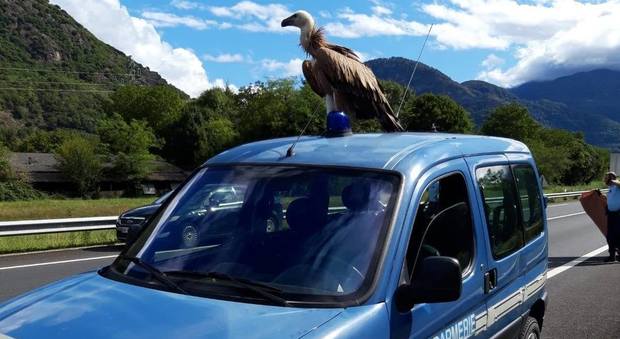 Un avvoltoio si poggia sulla volante dei gendarmi: la foto è virale