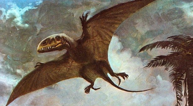 Scoperto un dinosauro-uccello antenato del Velociraptor: è il "drago danzante"