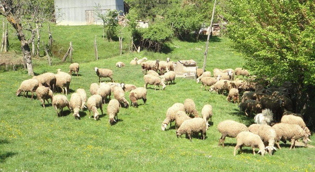 Pecore al pascolo sul Grappa
