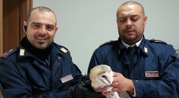Barbagianni sui binari della stazione di Salerno salvato da agenti di polizia