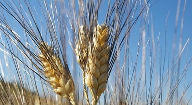 Il grano che cresce: esperti a confronto su pasta e arte bianca