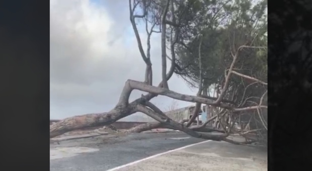 Vento forte a Napoli: tre pini cadono a Posillipo: tragedia sfiorata alla fine di via Manzoni