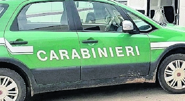 Auto rubate e abbandonate nel Foggiano: i carabinieri recuperano 25 carcasse