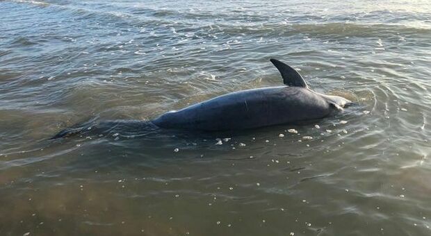 Secondo delfino trovato morto sulla riva della Riserva del Borsacchio